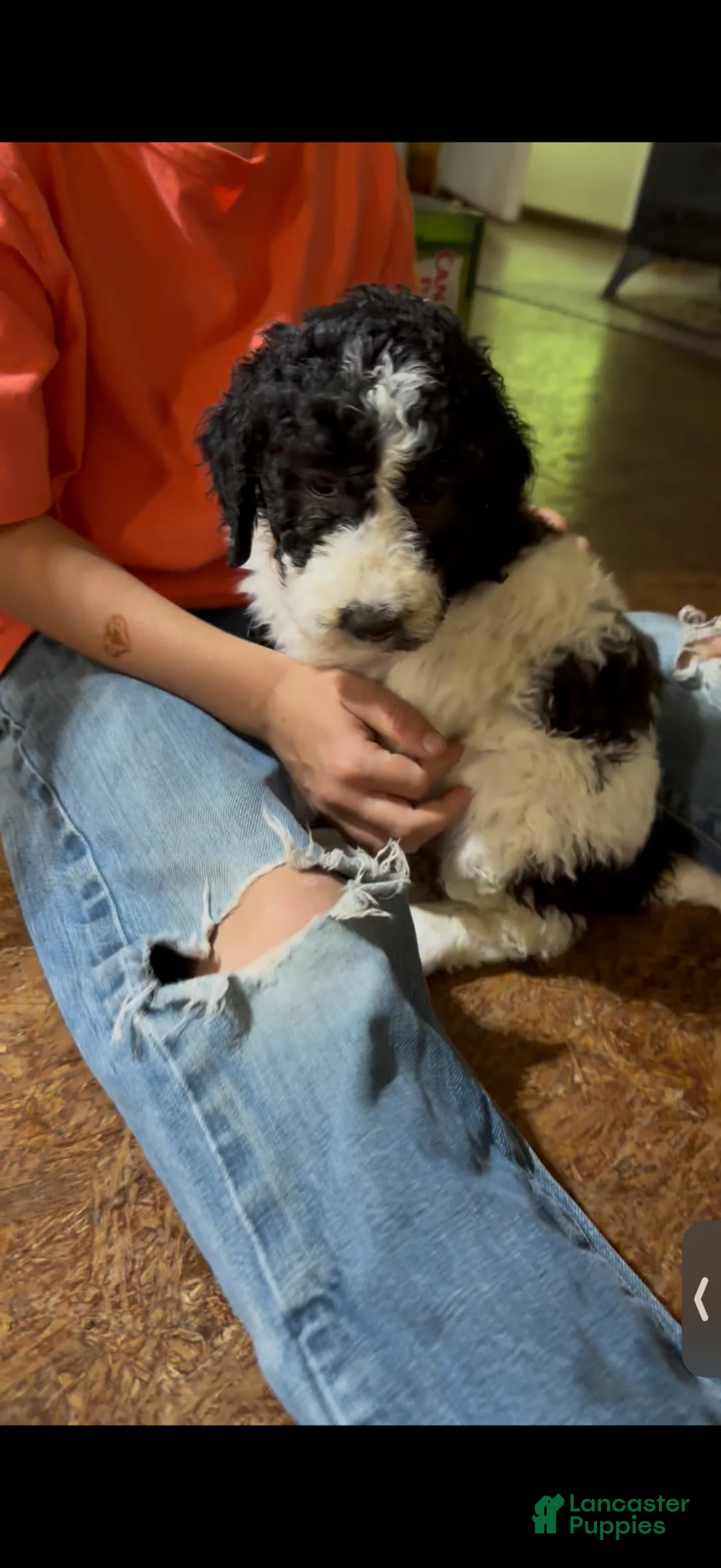 Aussiedoodle dogs for sale: Aussiedoodle Puppy 2 - Ad 1
