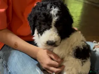 Aussiedoodle dogs Aussiedoodle Puppy 2 - Ad 10