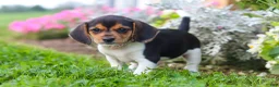 Beagle dogs for sale: Paisley - Ad 8