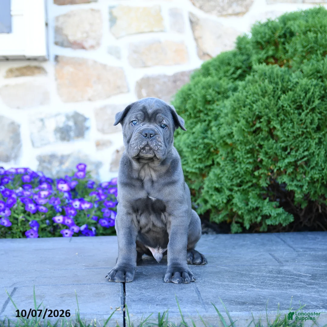 Cane Corso dogs for sale: Buck - Ad 1