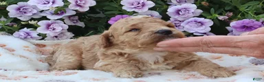 Charlie