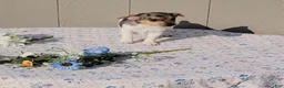 Jack Russell Terrier dogs for sale: Blossom - Ad 4