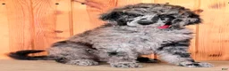 Standard Poodle dogs for sale: Zeek  - Ad 8
