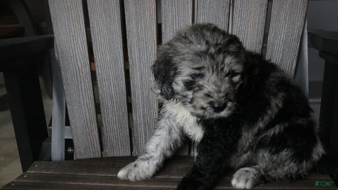 Newfypoo dogs for sale: Rain - Ad 12
