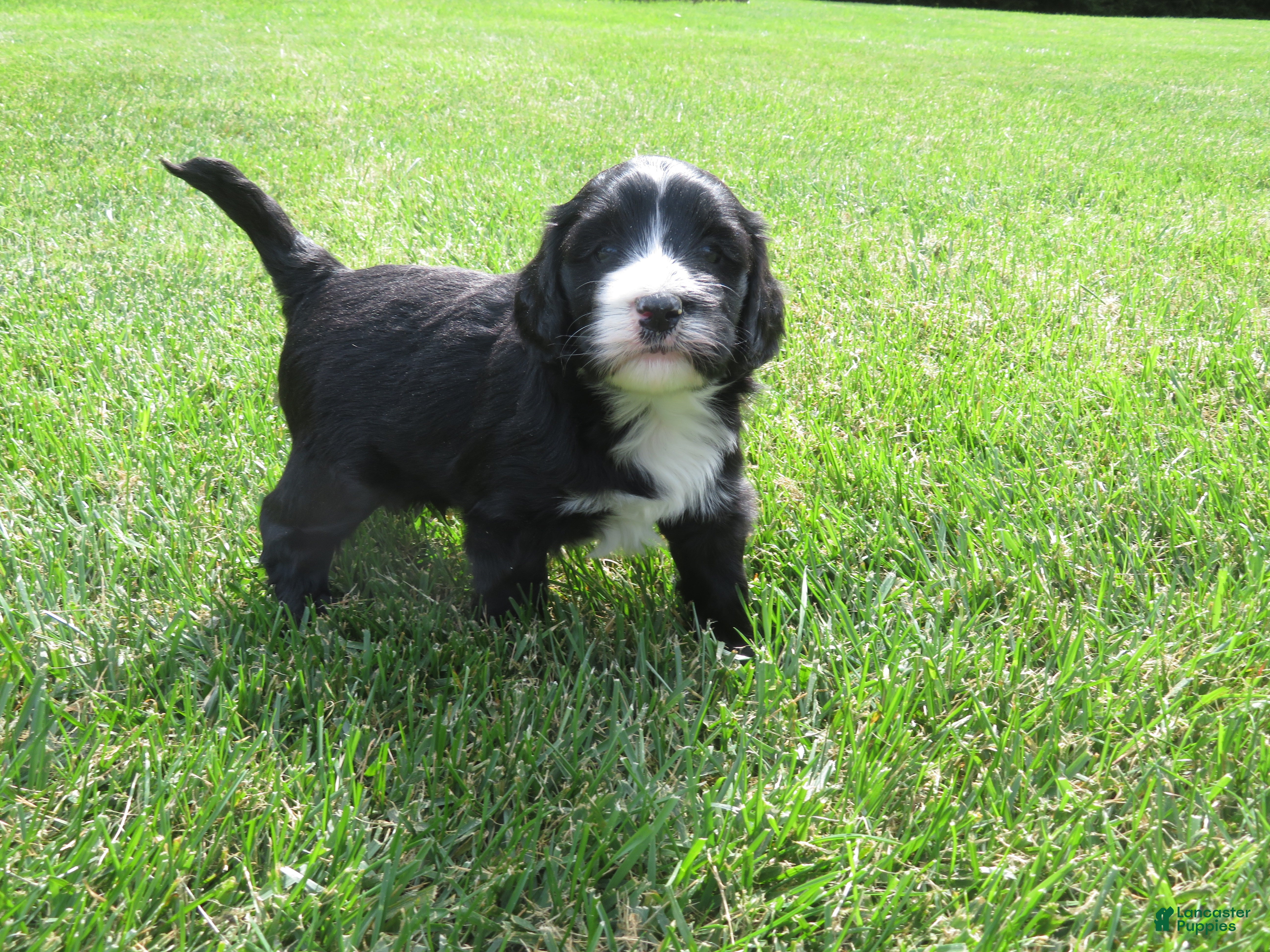 Mixed Breed dogs for sale: Max - Ad 2