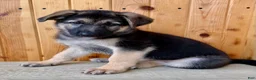 German Shepherd dogs for sale: Pippa - Ad 5