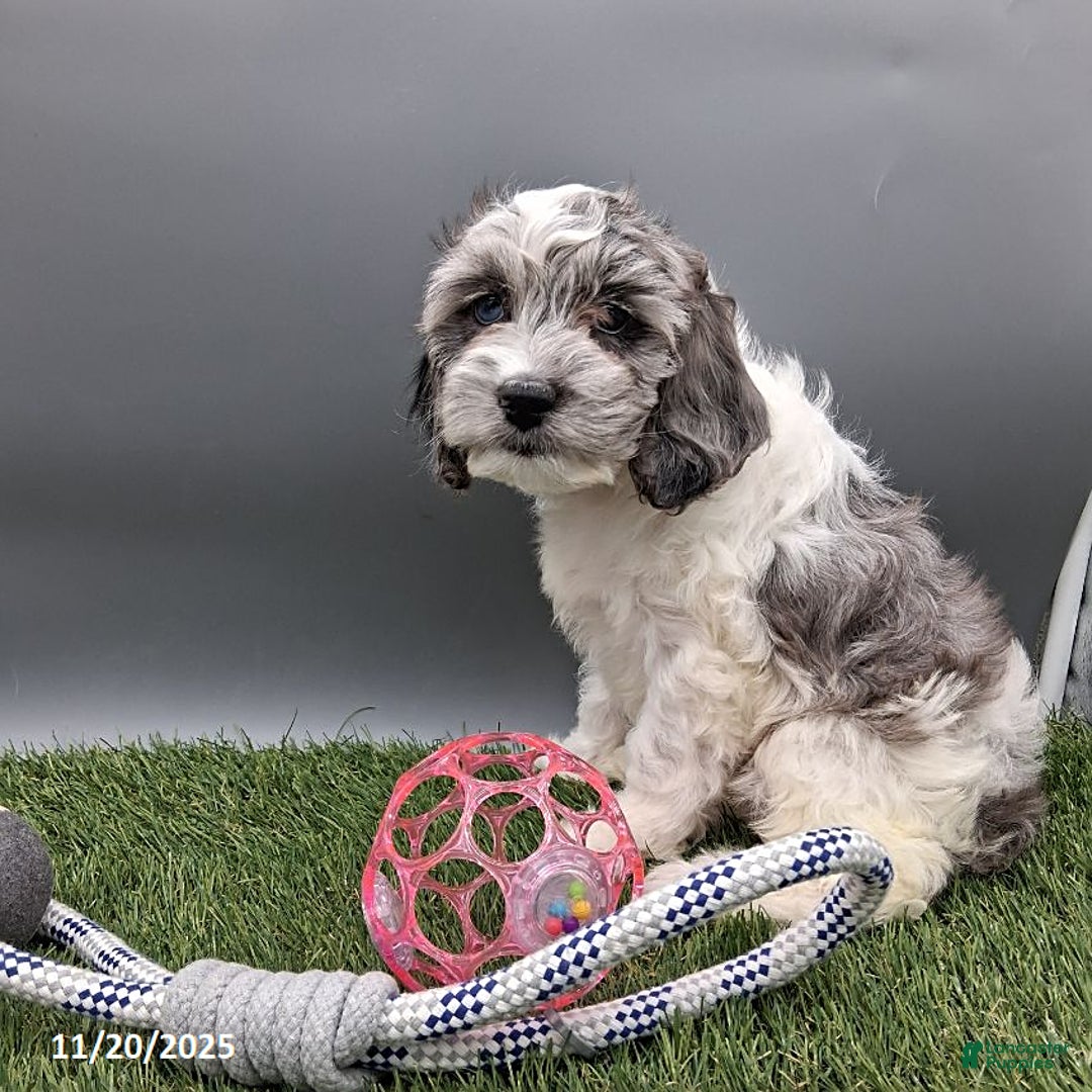 Cockapoo dogs for sale: Twila - Ad 4