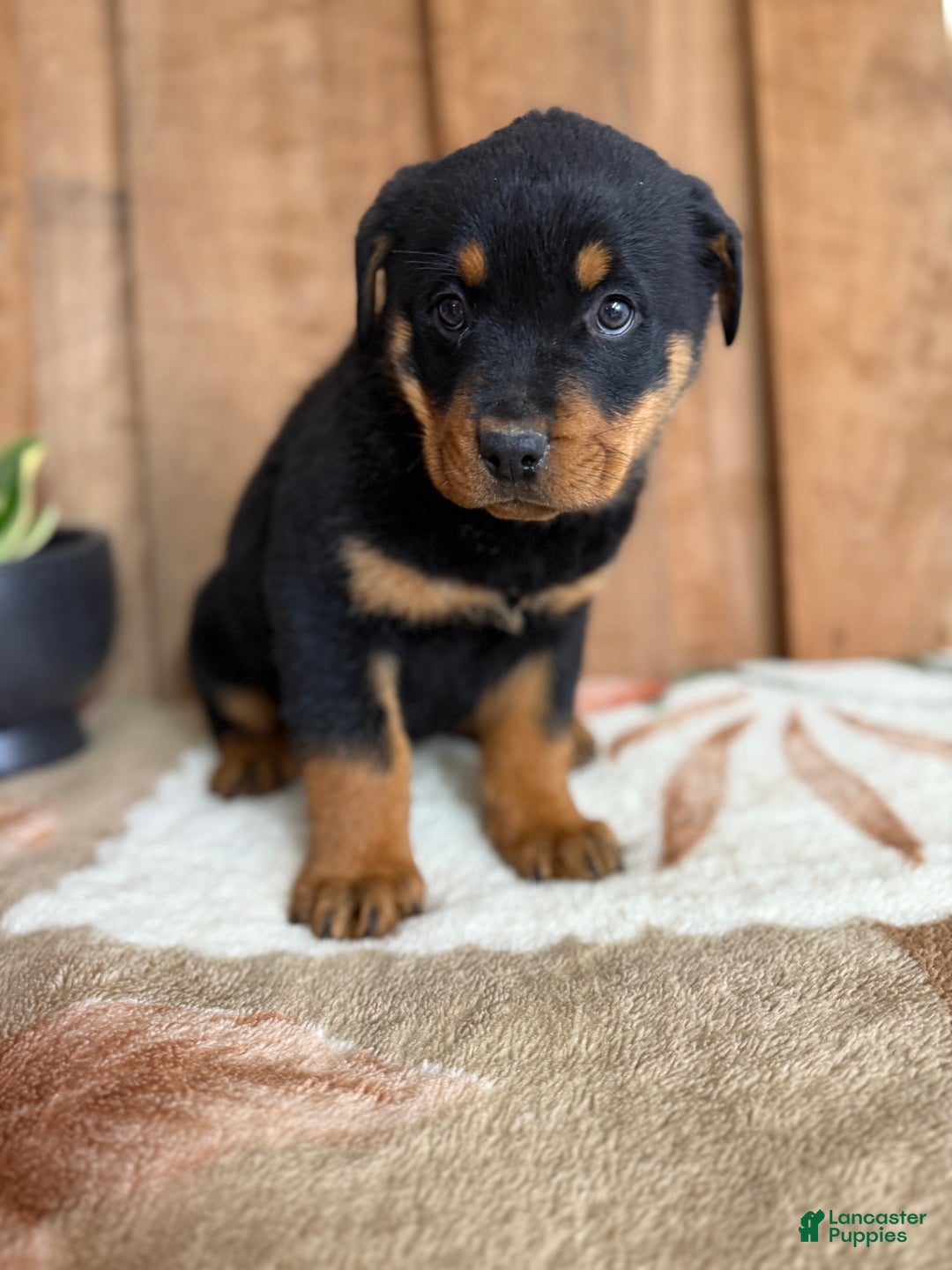 Rottweiler dogs for sale: Leo - Ad 9
