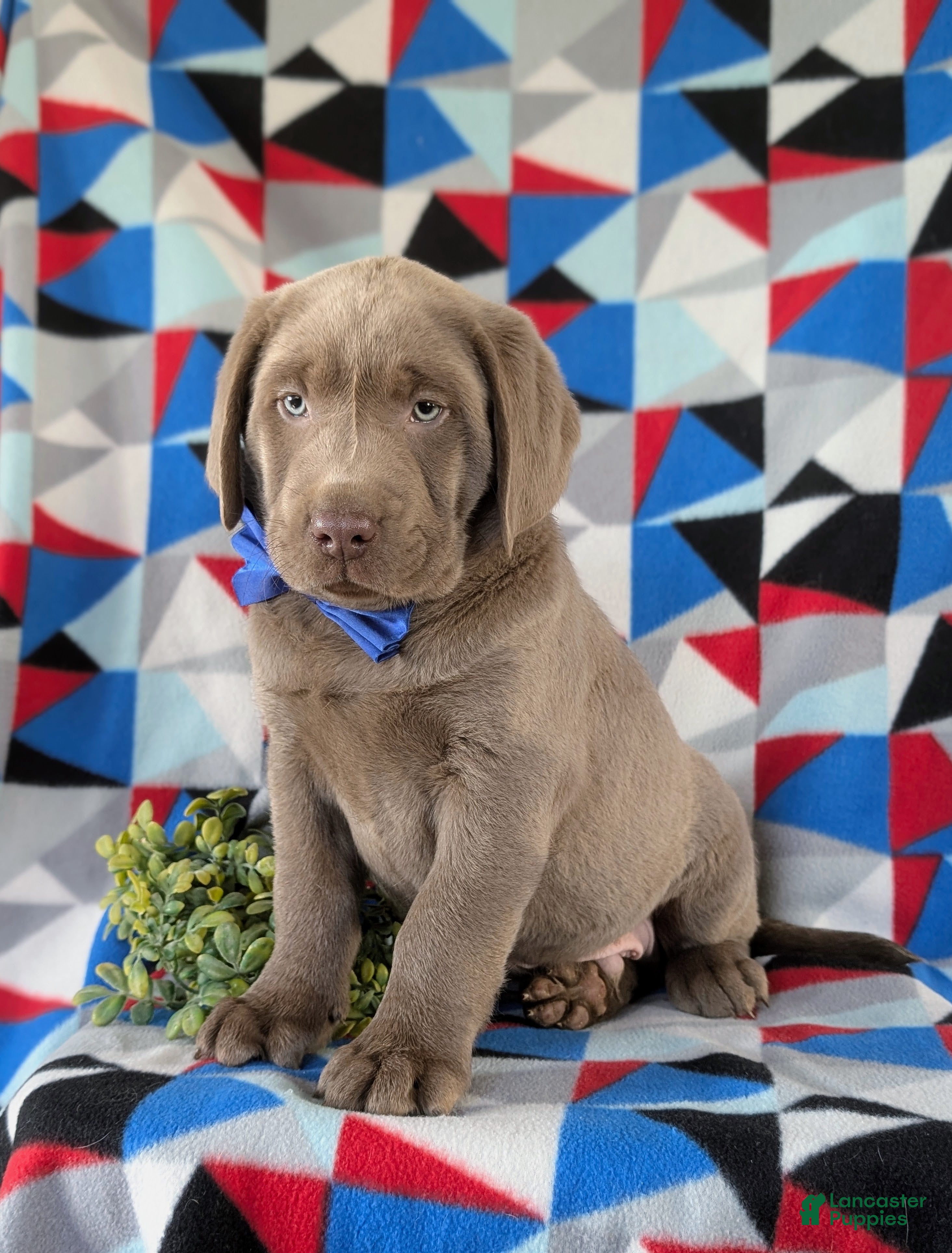 Labrador Retriever dogs Colton AKC Silver Lab - Ad 21