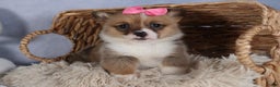 Welsh Corgi Pembroke dogs for sale: TWILIGHT - Ad 13