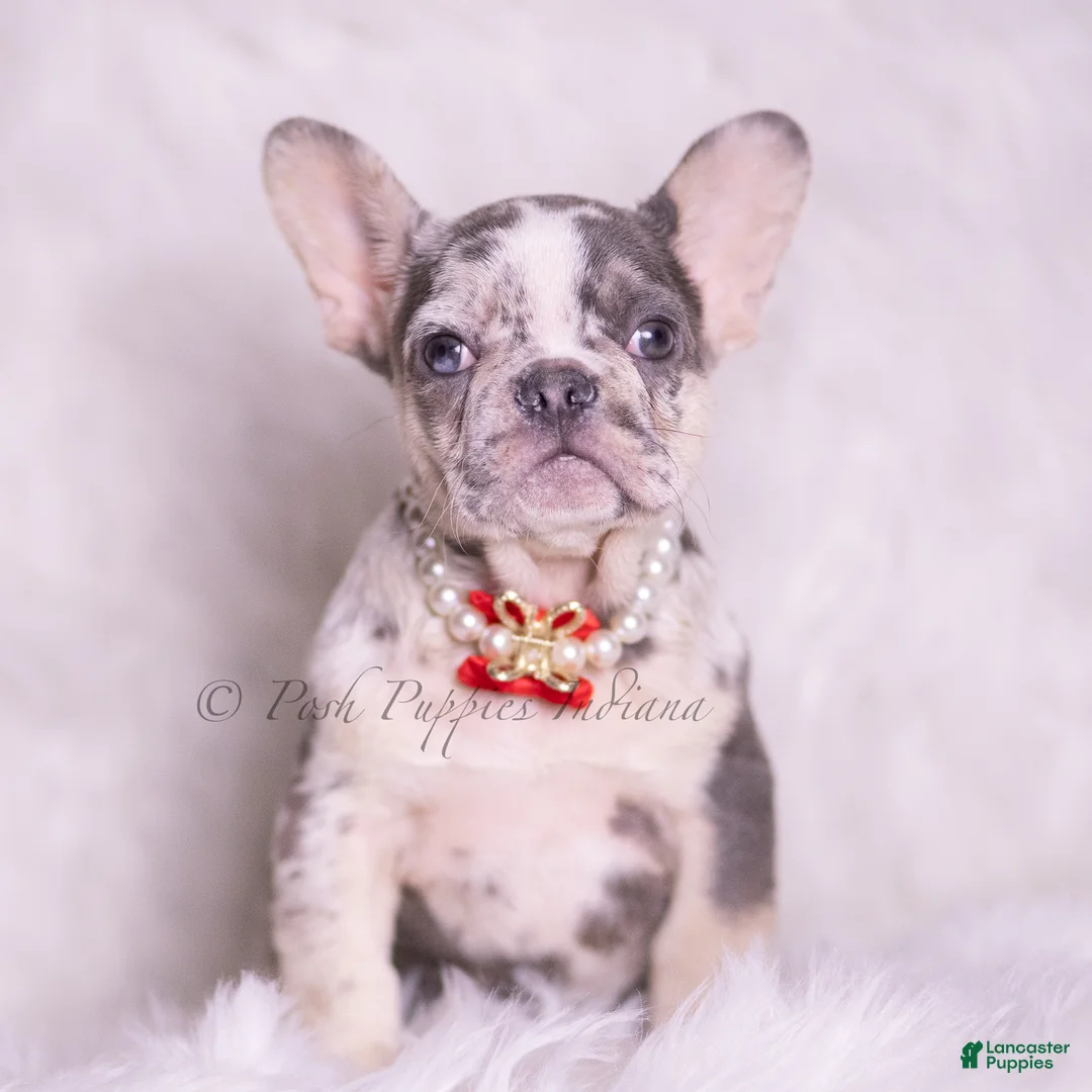 French Bulldog dogs for sale: Rio - Ad 2