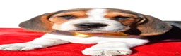 Beagle dogs for sale: Mark - Ad 5