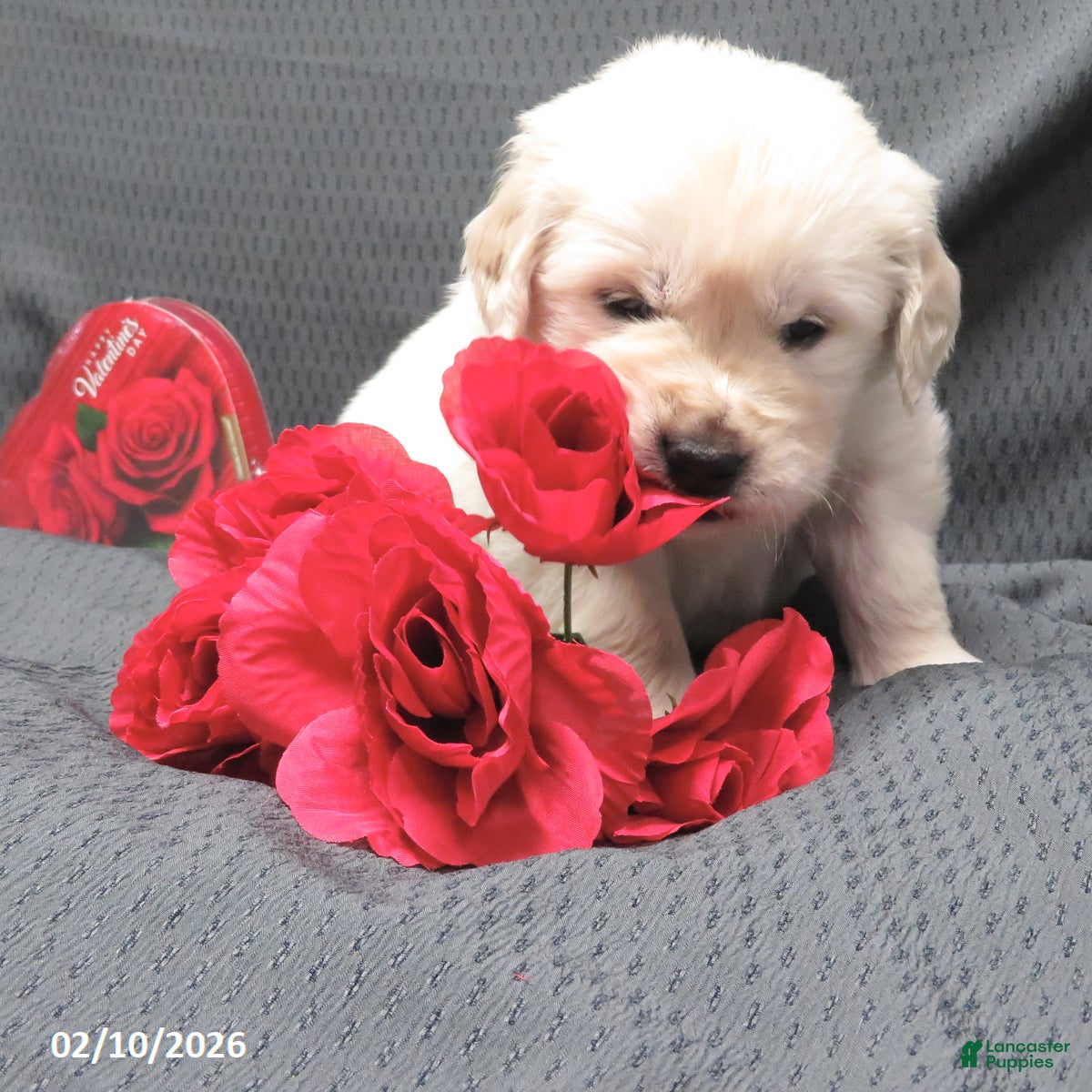 Golden Retriever dogs Buster - Ad 2