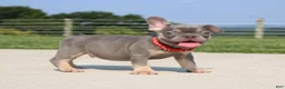 French Bulldog dogs for sale: Stitch - Ad 5