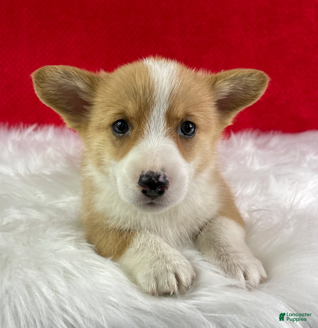 Welsh Corgi Pembroke dogs for sale: Milo - Ad 1