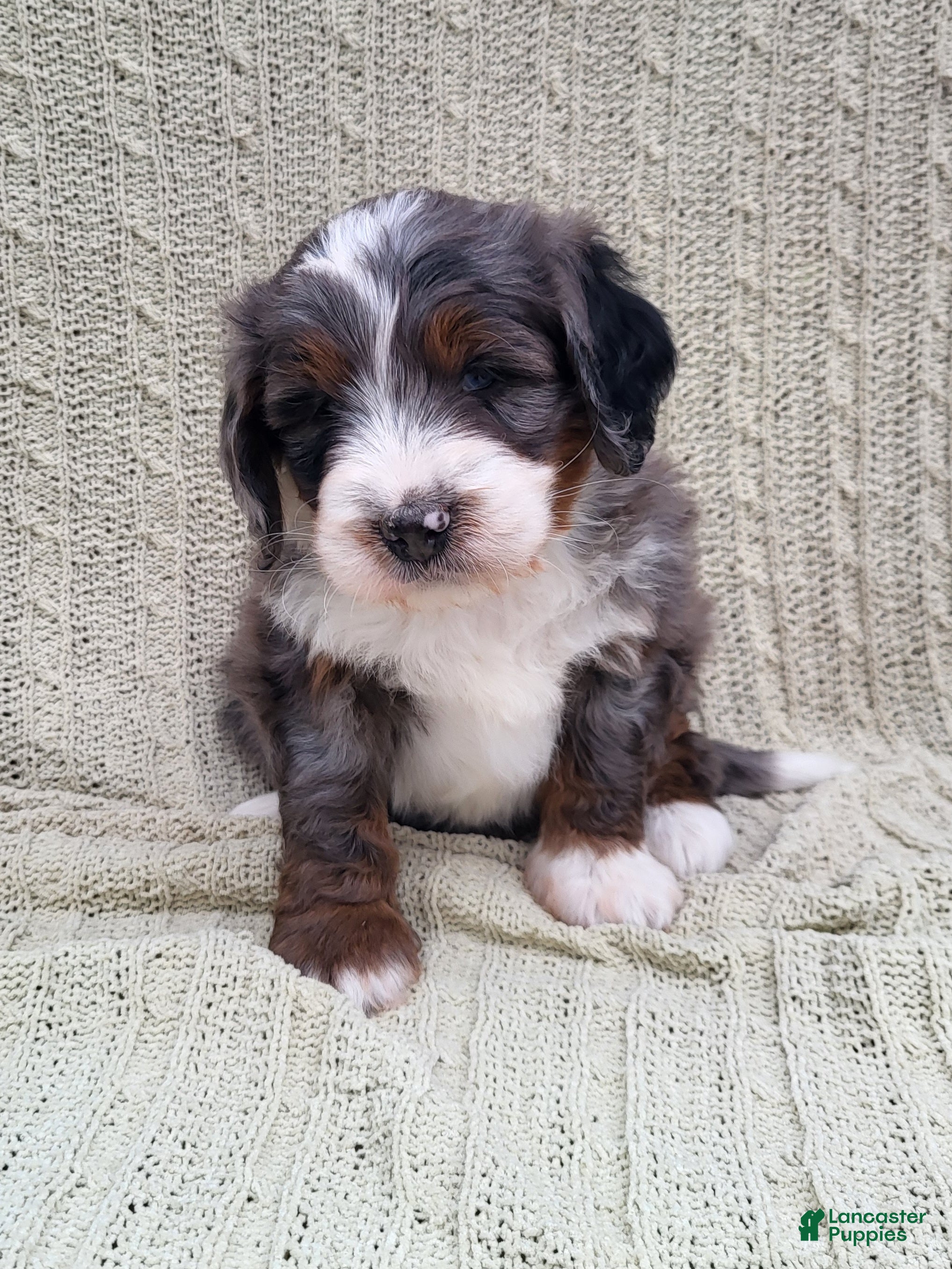 Mini Bernedoodle dogs Slate - Ad 23