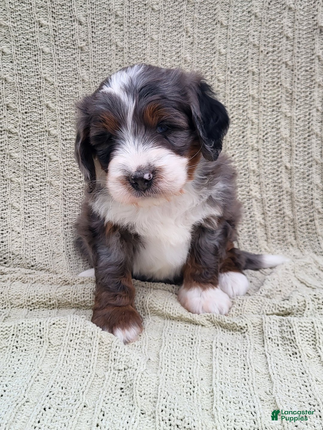 Mini Bernedoodle dogs for sale: Slate - Ad 1