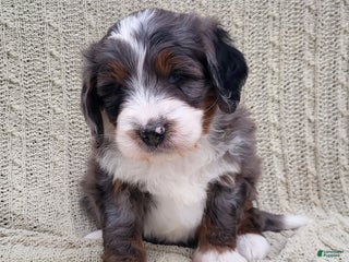 Mini Bernedoodle dogs Slate - Ad 28