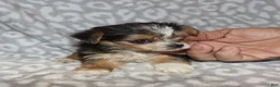 Yorkshire Terrier dogs for sale: Solana - Ad 2