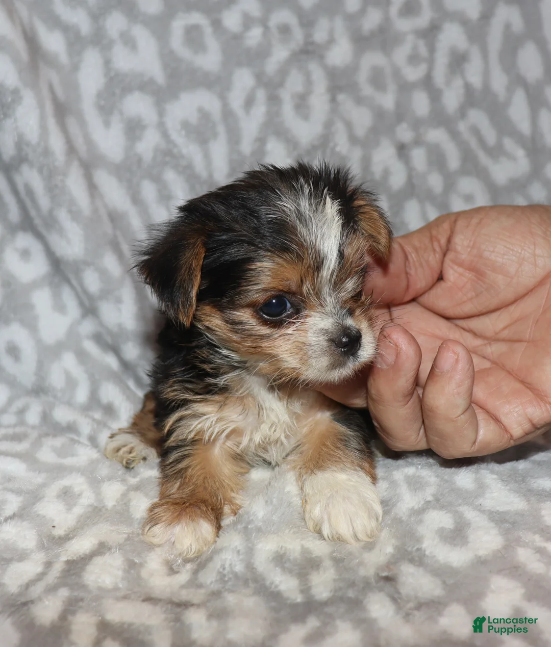Yorkshire Terrier dogs for sale: Solana - Ad 2