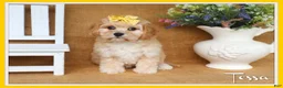 Cavachon dogs for sale: Tessa - Ad 1