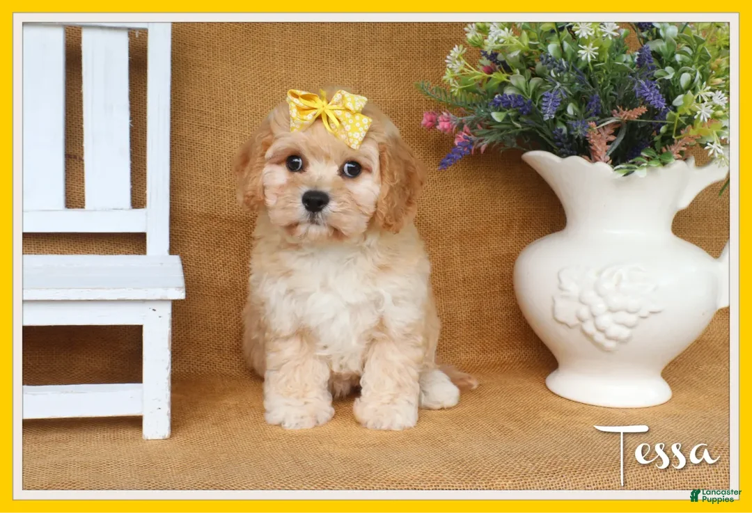 Cavachon dogs for sale: Tessa - Ad 1