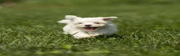 Maltese dogs for sale: Lincoln Maltese Puppy - Ad 3