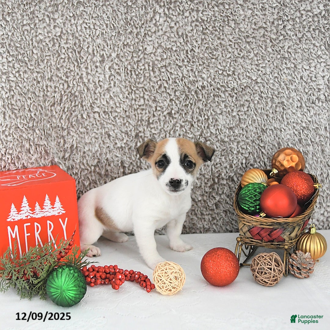 Jack Russell Terrier dogs for sale: Mikki - Ad 2