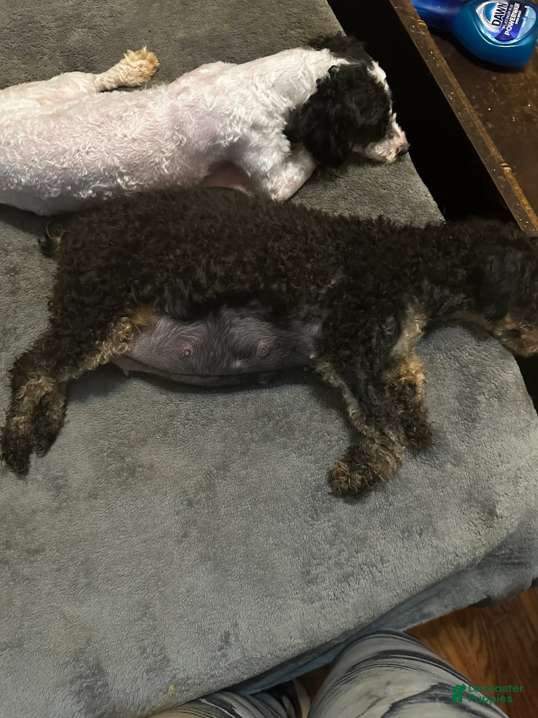 Toy Poodle dogs for sale: luna - Ad 2