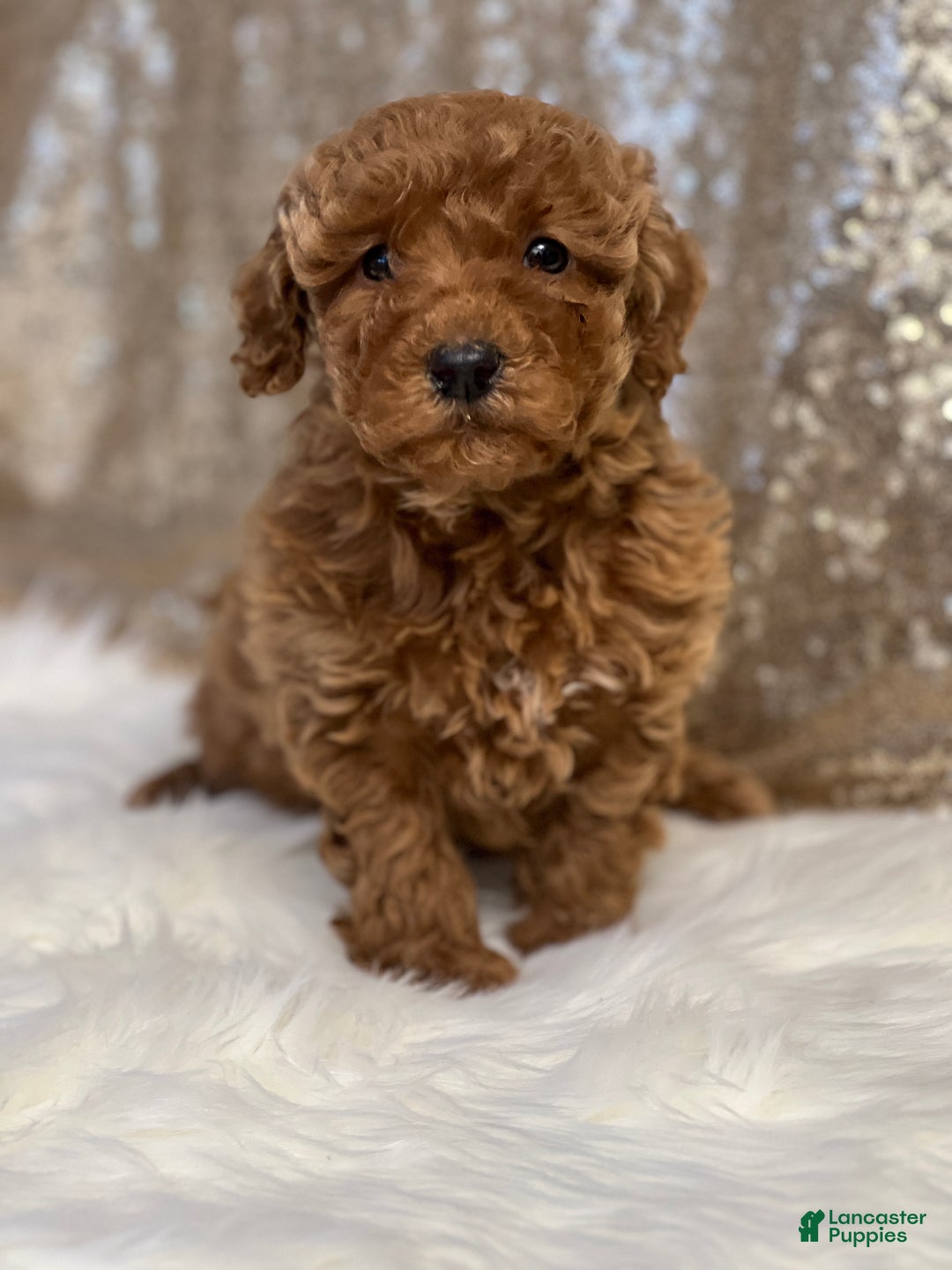 Miniature Poodle dogs for sale: Cassie - Ad 1