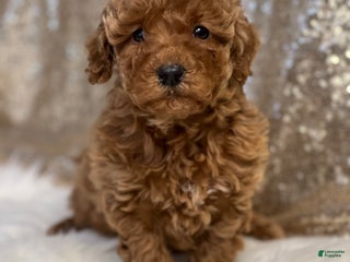 Miniature Poodle dogs Cassie - Ad 40