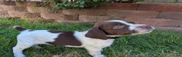 German Shorthaired Pointer dogs for sale: Purple female- German Shorthaired Pointer  - Ad 3