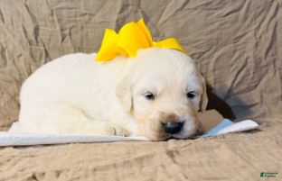 Golden Retriever dogs Yellow Boy - Ad 1