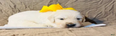 Yellow Boy