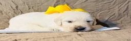 Golden Retriever dogs for sale: Yellow Boy - Ad 1