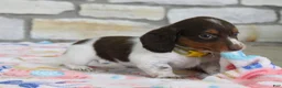 Miniature Dachshund dogs for sale: Anna - Ad 5