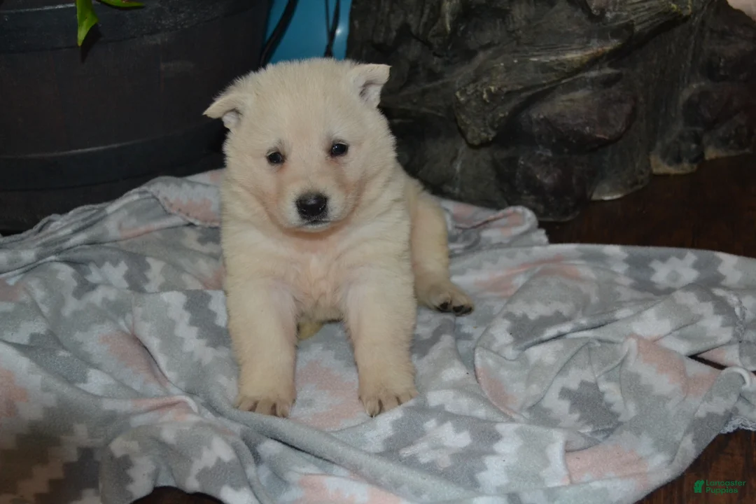 German Shepherd dogs for sale: Sage - Ad 1