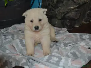 German Shepherd dogs Sage - Ad 37