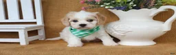Cavachon dogs for sale: Tucker - Ad 8
