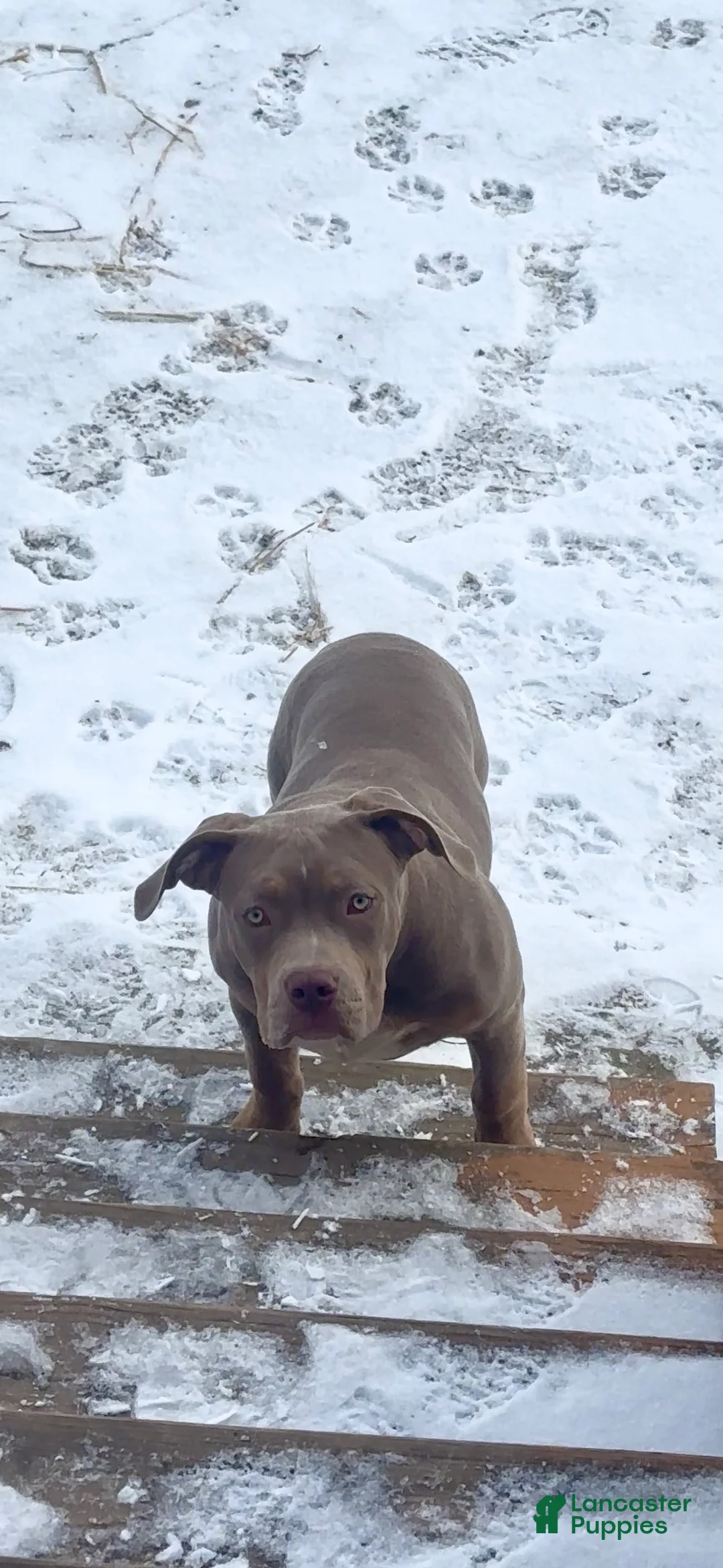 American Bully dogs for sale: Sebastian  - Ad 2