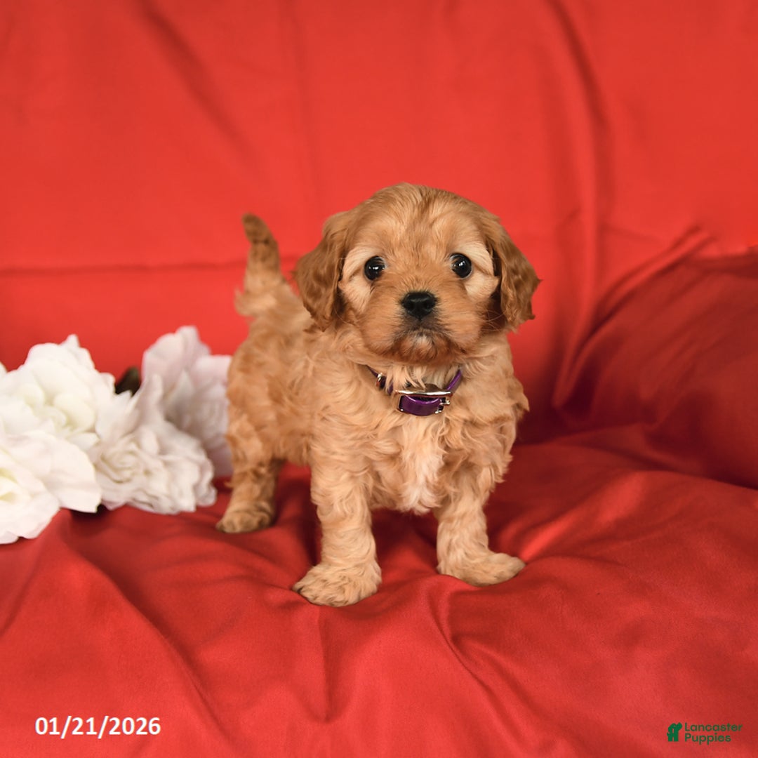 Cavapoo dogs for sale: Cutie - Ad 4