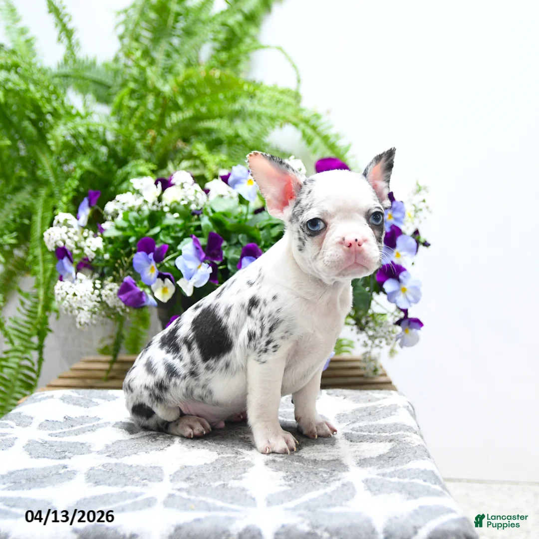 Boston Terrier dogs for sale: Kory - Ad 2