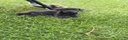 Labrador Retriever dogs for sale: Jack - Ad 5