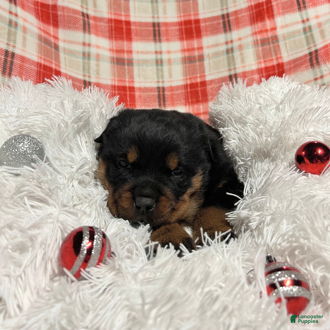 Rottweiler dogs for sale: Skye - Ad 5