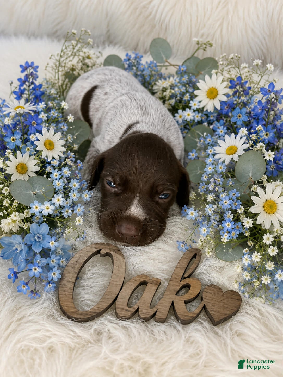 German Shorthaired Pointer dogs Oak - Ad 21
