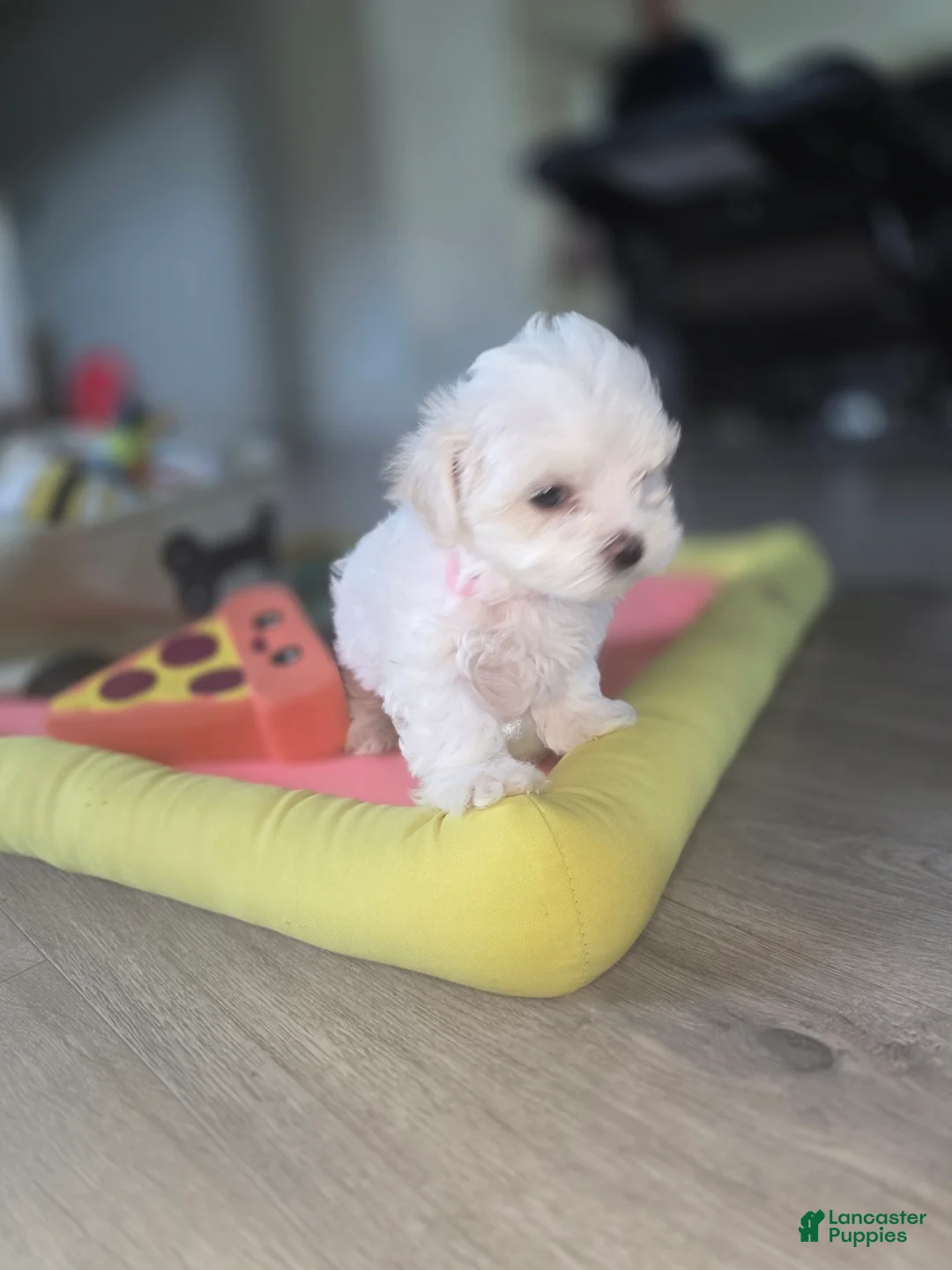 Maltese dogs for sale: 🐶 Female Maltese Puppy – Sweet, Playful & Petite - Ad 16