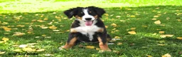 Bernese Mountain Dog dogs for sale: CeCe - Ad 5