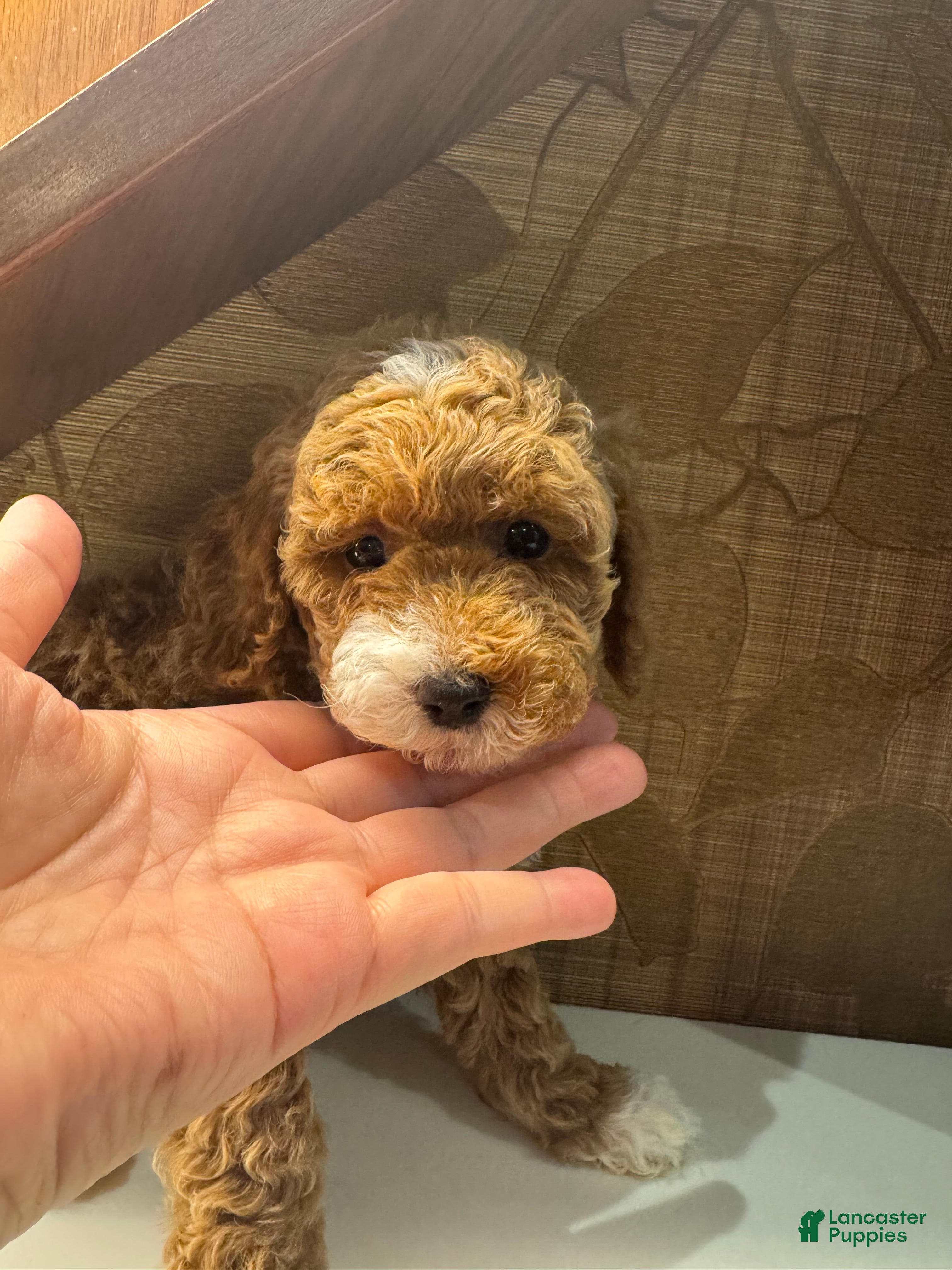 Toy Poodle dogs Cappuccino - Ad 2