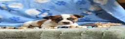 Jack Russell Terrier dogs for sale: Pretzel - Ad 3