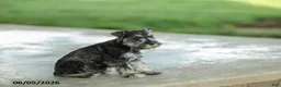 Miniature Schnauzer dogs for sale: Flora - Ad 3